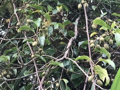Actinidia venosa