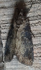 Lepidoptera