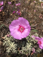 Clarkia rubicunda