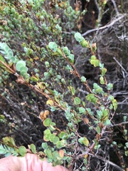 Cliffortia phyllanthoides