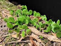 Lemmaphyllum drymoglossoides