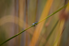 Diphucrania duodecimmaculata