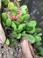 Lemmaphyllum drymoglossoides