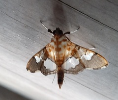 Aetholix