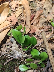 Lemmaphyllum drymoglossoides