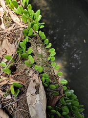 Lemmaphyllum drymoglossoides