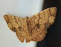 Heterostegane subtessellata