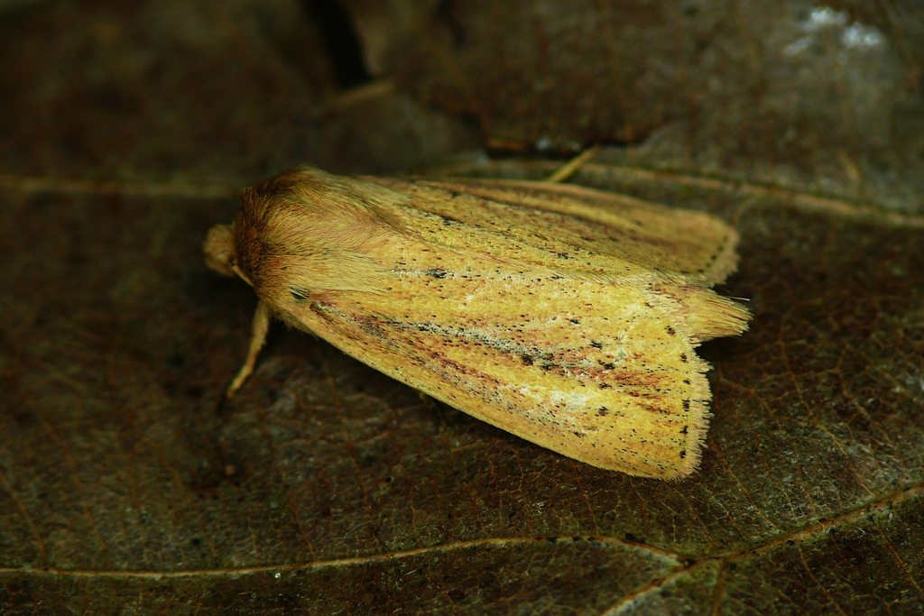 Webb's Wainscot, photo 1 of 9