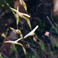 Disa obliqua clavigera