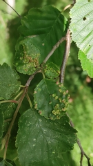 Eriophyes alniincanae