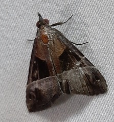 Lepidoptera