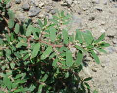 Euphorbia maculata