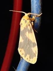 Lepidoptera