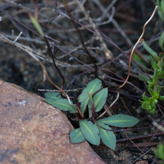 Disa obliqua clavigera