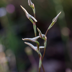 Disa obliqua clavigera