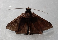 Lepidoptera