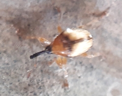 Nanophyes marmoratus