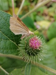 Scotopteryx chenopodiata
