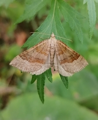 Scotopteryx chenopodiata