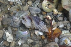 Propebela rufa