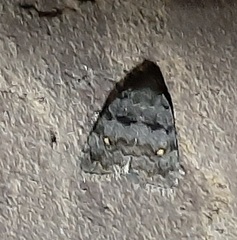 Lepidoptera