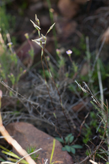 Disa obliqua clavigera