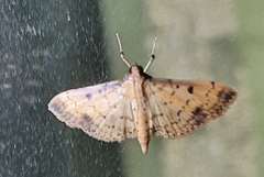 Lepidoptera