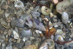 Propebela rufa