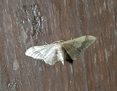 Lepidoptera