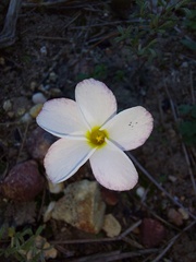 Oxalis argyrophylla