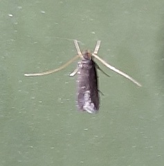 Lepidoptera