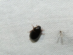 Cymbiodyta bifidus