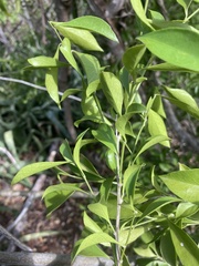 Schaefferia frutescens