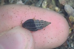 Propebela rufa