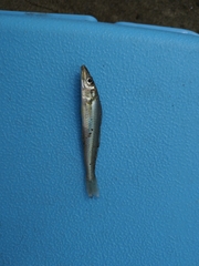 Sillago sihama