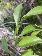 Schaefferia frutescens