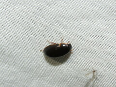 Cymbiodyta bifidus