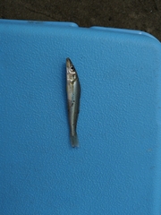 Sillago sihama