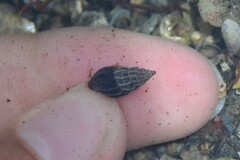 Propebela rufa