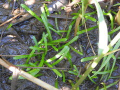 Lilaeopsis chinensis