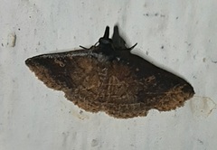 Lepidoptera