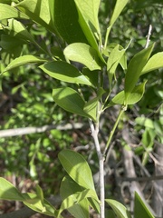 Schaefferia frutescens