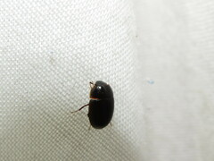 Cymbiodyta bifidus