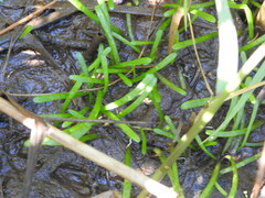 Lilaeopsis chinensis