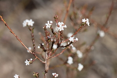 Leucopogon microphyllus