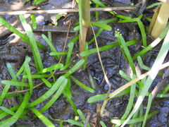 Lilaeopsis chinensis