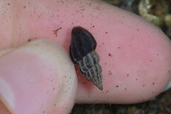 Propebela rufa