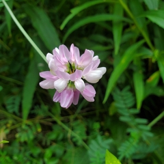 Securigera varia