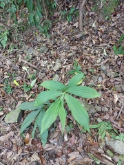 Cephalantheropsis obcordata