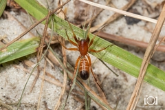 Castianeira gertschi